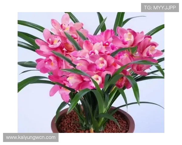 开运的寓意和象征:植物和花卉在开运中的象征意义及其选择指南 开运的寓意和象征:植物和花卉在开运中的象征意义及其选择指南